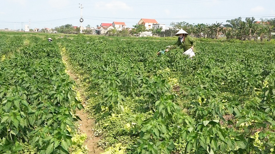 Diện tích trên địa bàn xã Quảng Lộc phát triển tốt