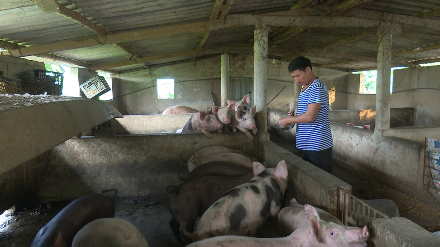 Trang trại chăn nuôi tổng hợp của anh Phạm Ngọc Long, thôn Tân Lộc, xã Quảng Tân đem lại hiệu quả kinh tế cao