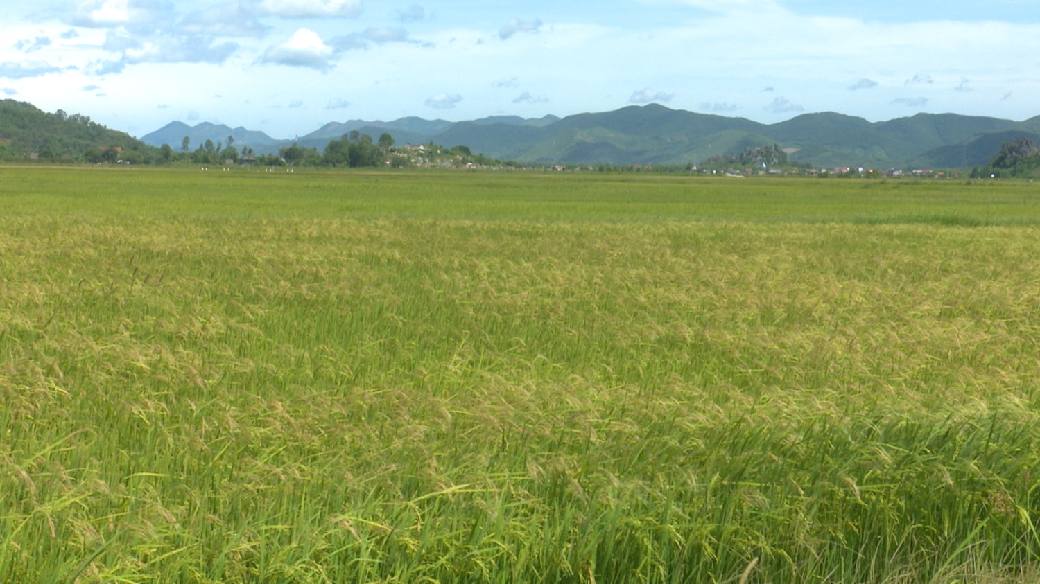 Cá biệt một thửa ruộng bị nhiễm lúa von trên cánh đồng thôn Biểu Lệ, xã Quảng Trung