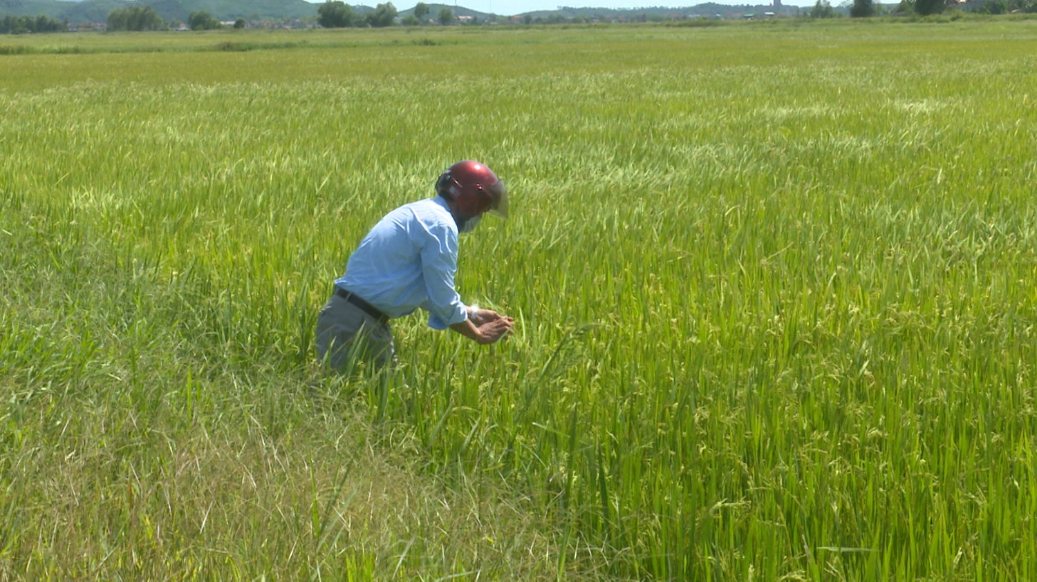 Cán bộ Nông nghiệp xã Quảng Trung kiểm tra lúa von trên ruộng bị nhiễm bệnh