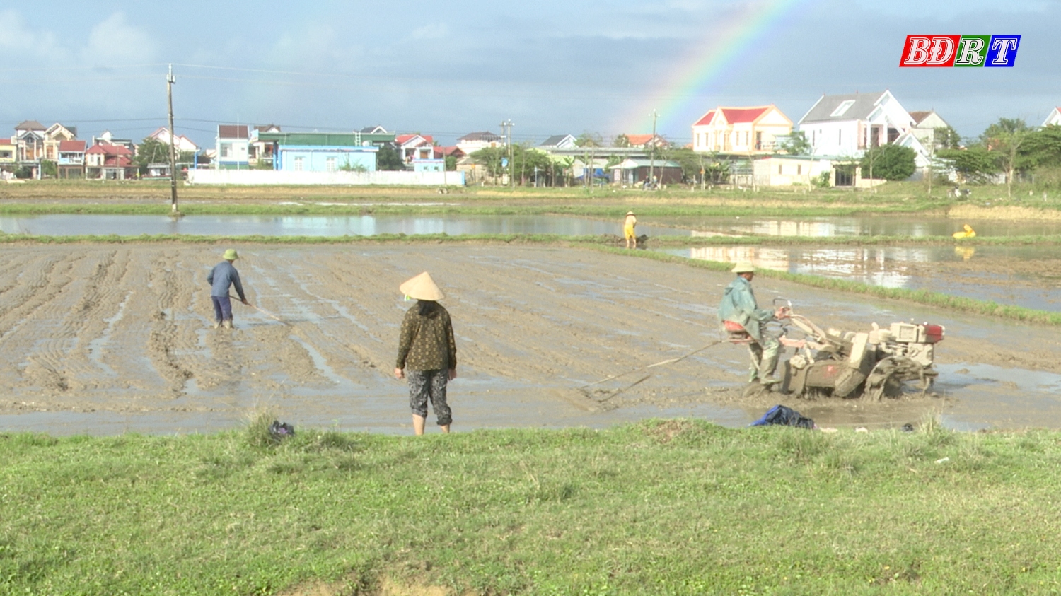 Nông dân thị xã Ba Đồn tập trung gieo cấy lúa vụ Đông Xuân