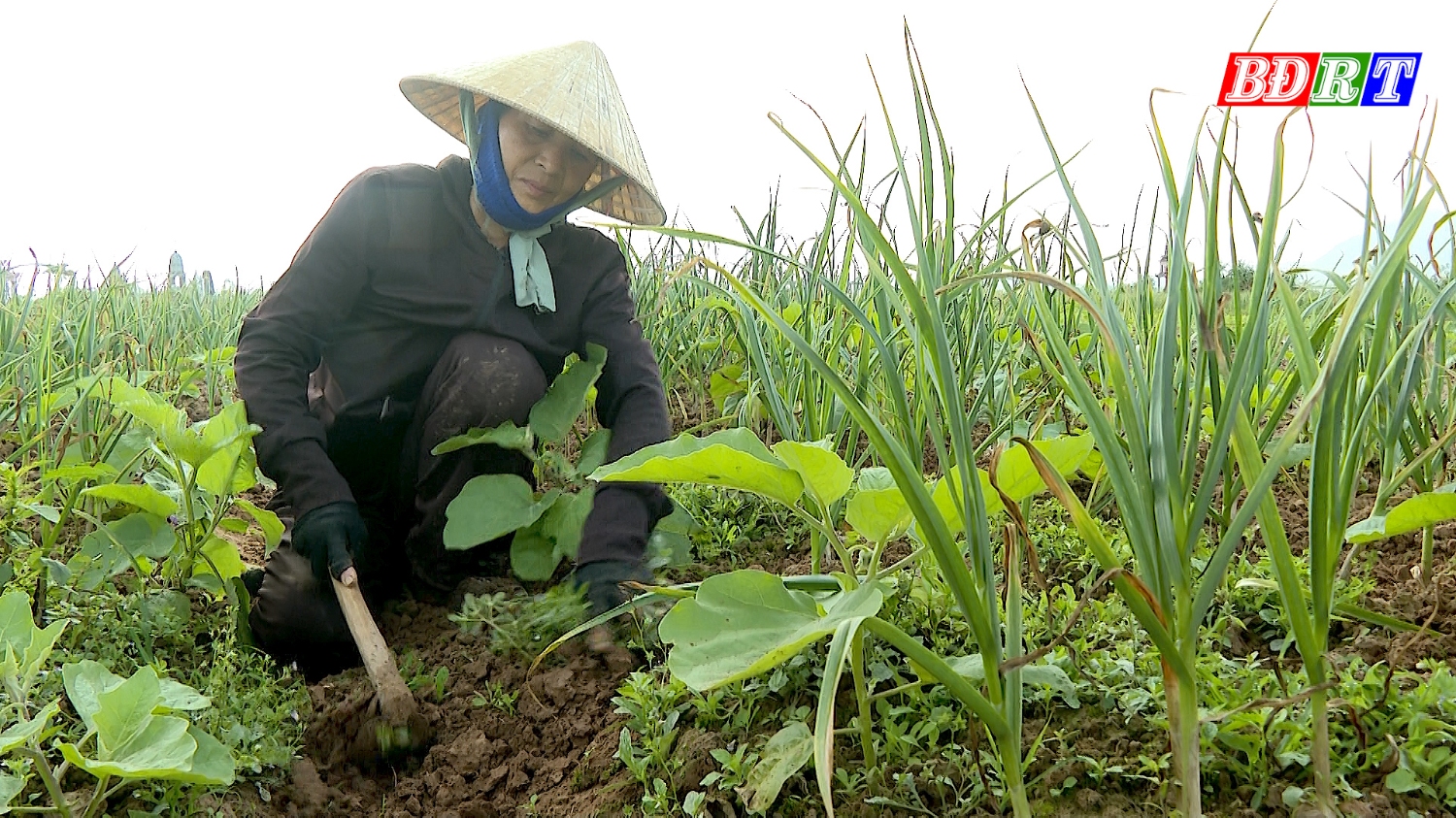 Nông dân Quảng Minh chăm sóc cây tỏi với mong muốn vụ mùa bội thu