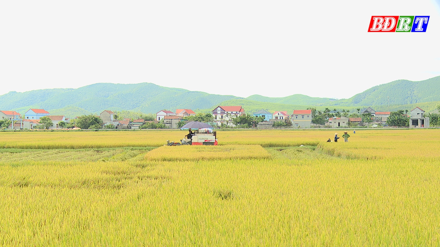 Ngành Nông nghiệp thị xã Ba Đồn ngày càng khởi sắc