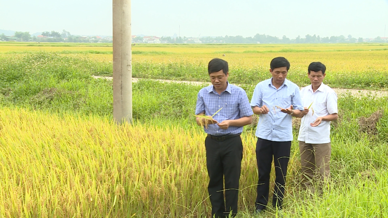 Lãnh đạo thị xã thăm đồng, đánh giá năng suất lúa vụ Đông Xuân 2019 ở một số địa phương.