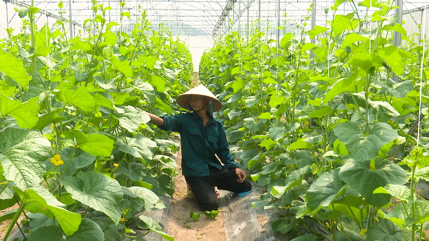 Anh Võ Minh Sáng, TDP Chính Trực, phường Quảng Long mạnh dạn đầu tư phát triển nông nghiệp theo hướng tập trung, quy mô lớn, đạt hiệu quả kinh tế cao