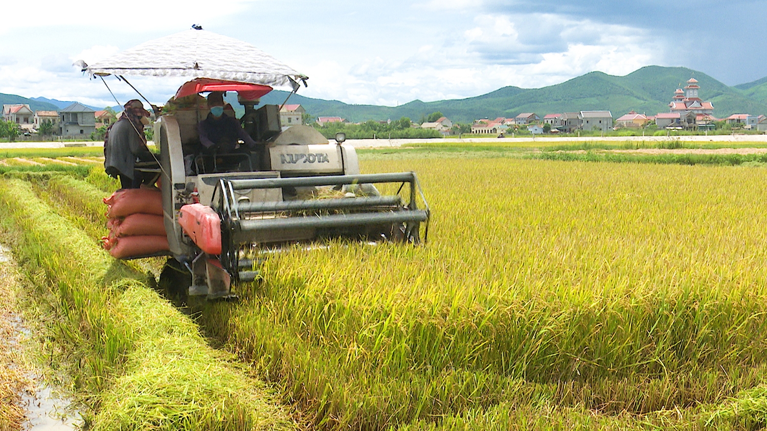Bà con nông dân thị xã Ba Đồn tập trung thu hoạch lúa hè thu trước mùa mưa bão.