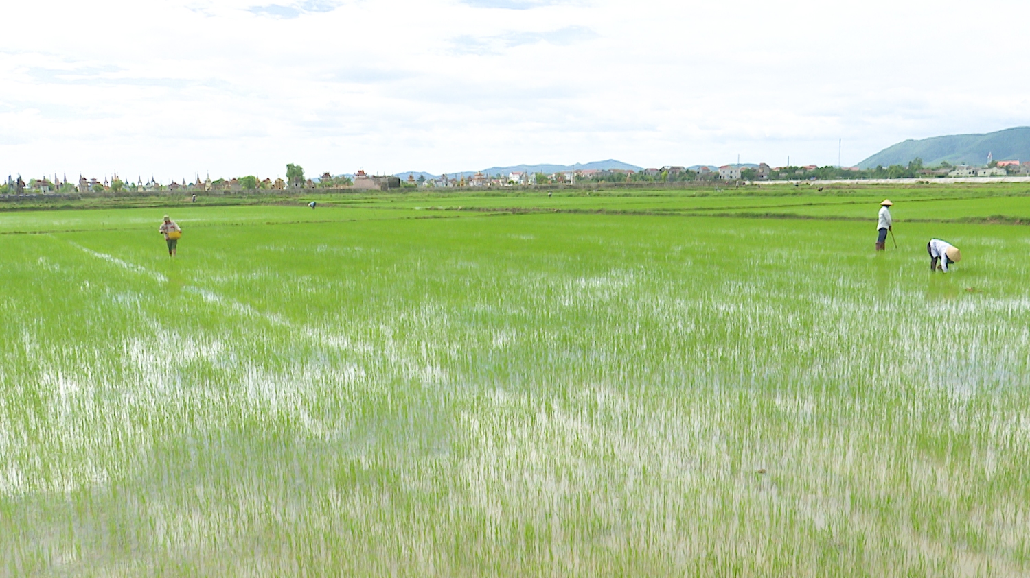 Nhờ sử dụng nước tưới hợp lý nên đến nay cây lúa đang sinh trưởng, phát triển tốt.