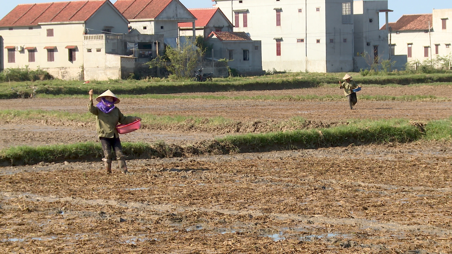 Bà con nông dân xã Quảng Lộc xuống đồng gieo lúa vụ hè thu.