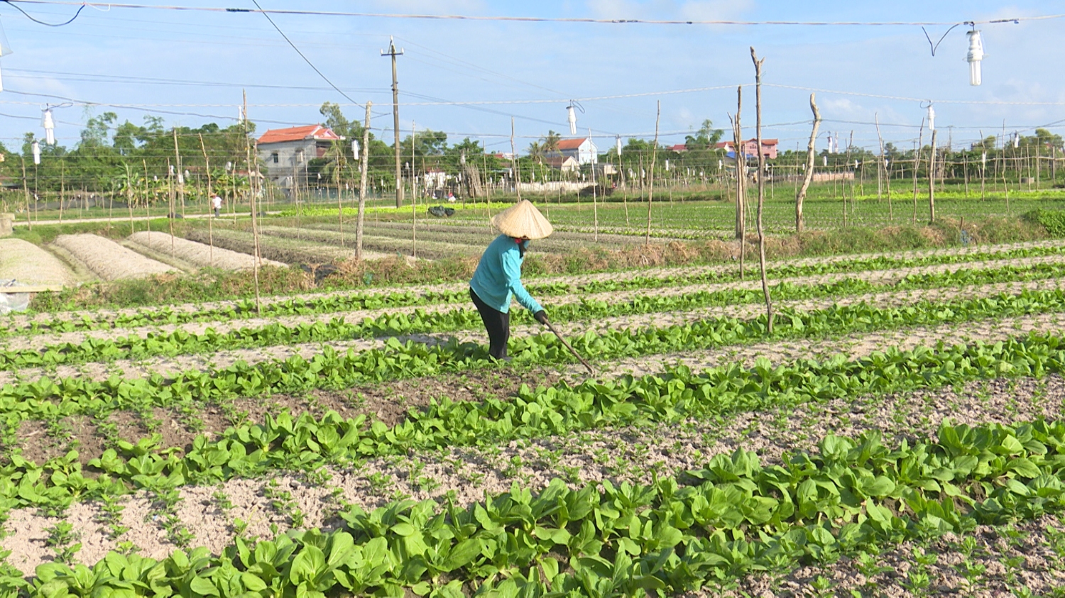 Nông dân thị xã Ba Đồn tích cực sản xuất đầu năm 2019.