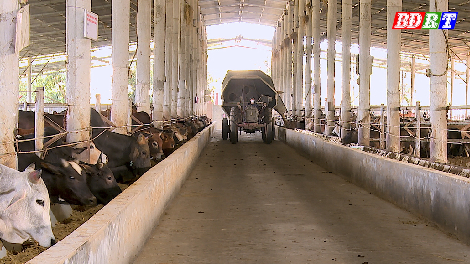 Chăn nuôi bò hữu cơ tại công ty TNHH Đoàn kết Phú Qúy mang lại hiệu quả kinh tế cao.