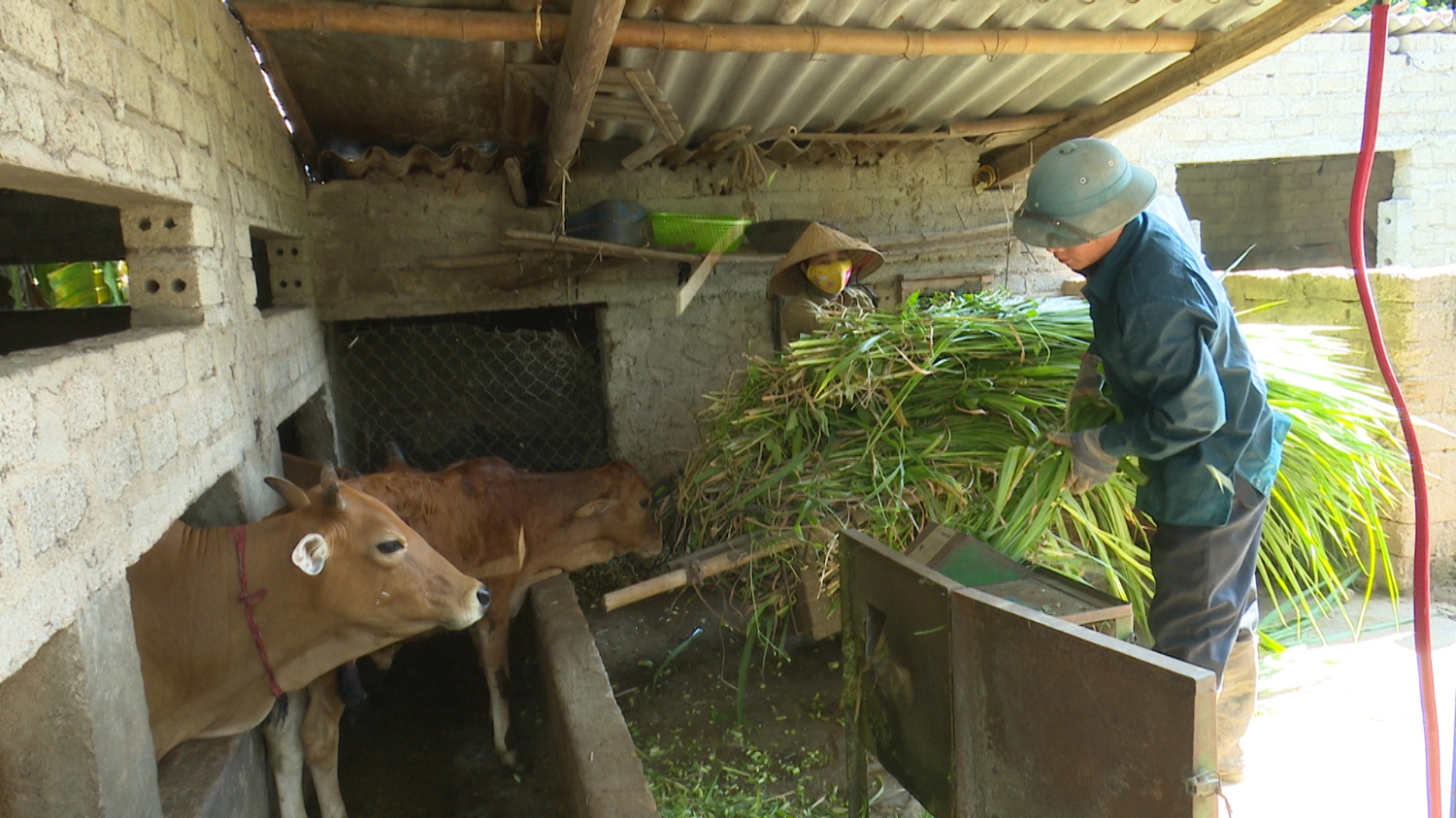 Thị xã Ba Đồn đẩy mạnh phát triển chăn nuôi.