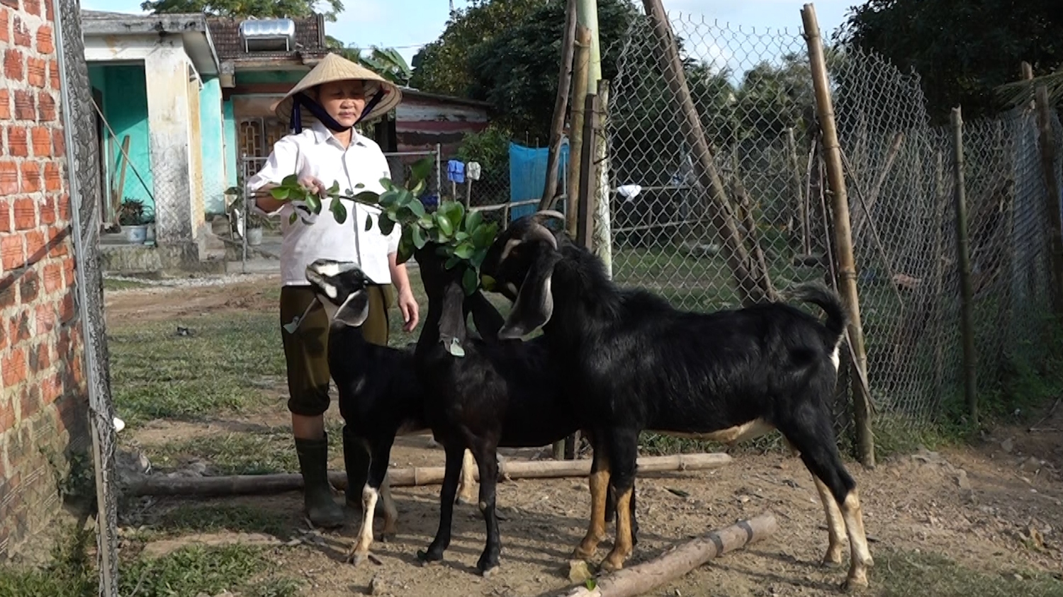 Trang trại chăn nuôi tổng hợp của bà Trần Thị Ngọc Tâm, thôn Linh Cận Sơn, xã Quảng Sơn.