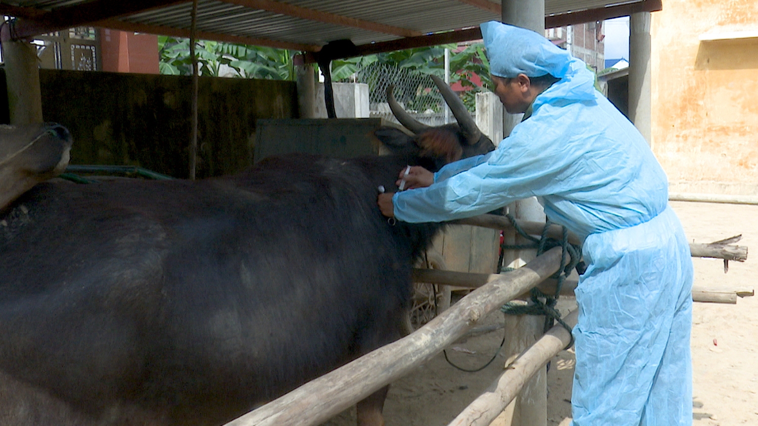 Công tác tiêm chủng cho đàn vật nuôi luôn được chú trọng