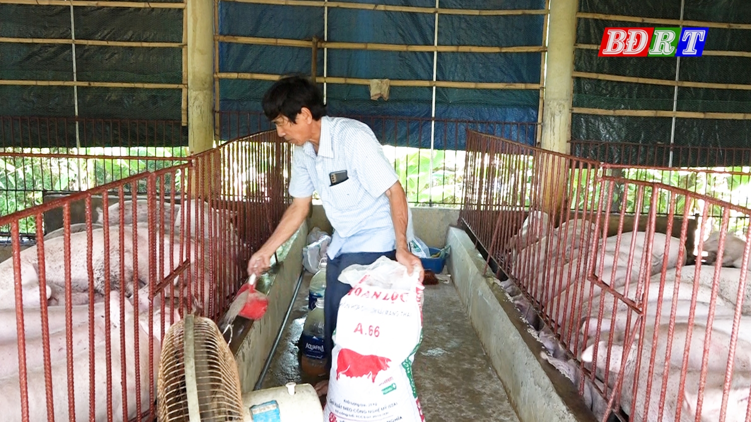 Đàn lợn của ông Trương Thanh Tâm được chăm sóc kỹ càng, đảm bảo vệ sinh, thoáng mát chuồng trại