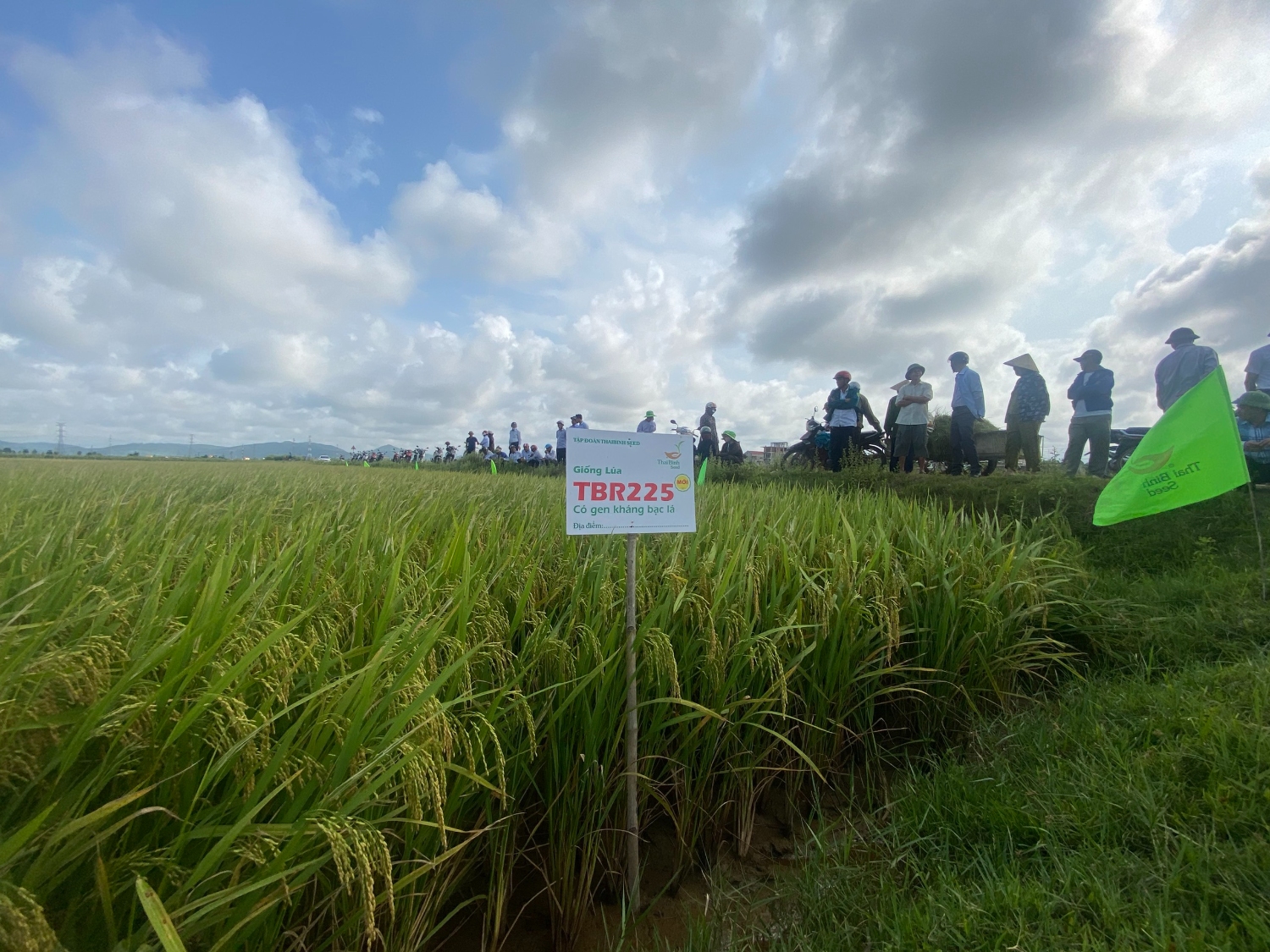 Đánh giá thăm đồng đối với mô hình sản xuất trình diễn giống lúa chất lượng TBR225 tại phường Quảng Thuận
