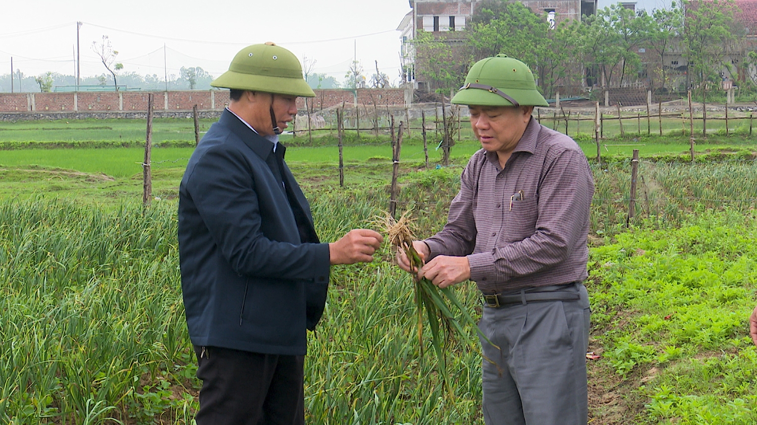 Đồng Chí Đoàn Minh Thọ- PBT Thị ủy, Chủ tịch UBND thị xã thăm mô hình trồng tỏi Quảng Minh.