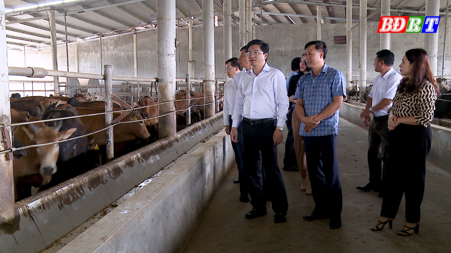 Đồng chí Trương An Ninh UVTV Tỉnh ủy Bí thư Thị ủy kiểm tra trang trại chăn nuôi trâu, bò của Công ty TNHH Đoàn kết Phú Qúy
