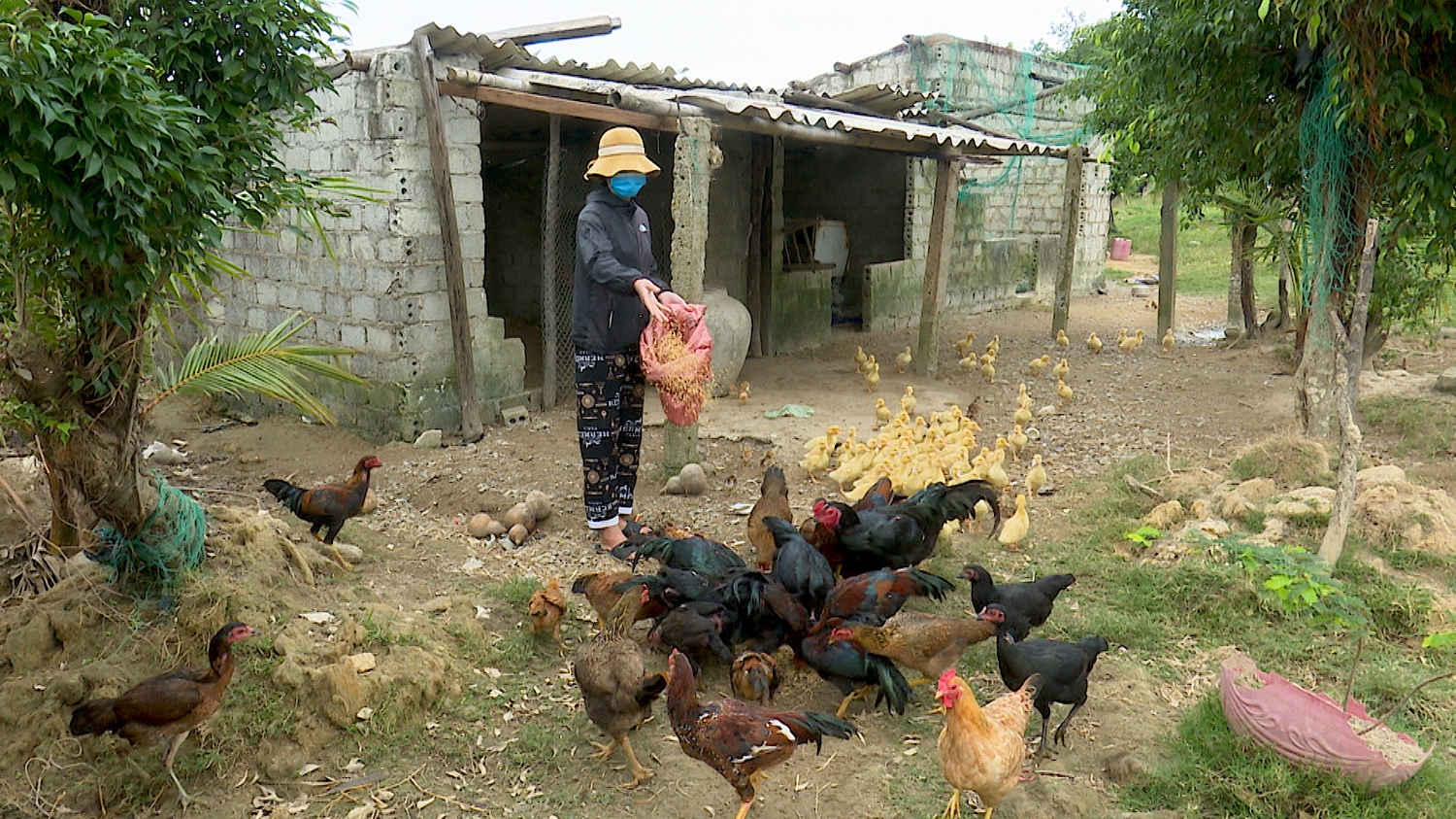 Gia đình anh Phạm Văn Sang kết hợp chăn nuôi các loại gia súc, gia cầm
