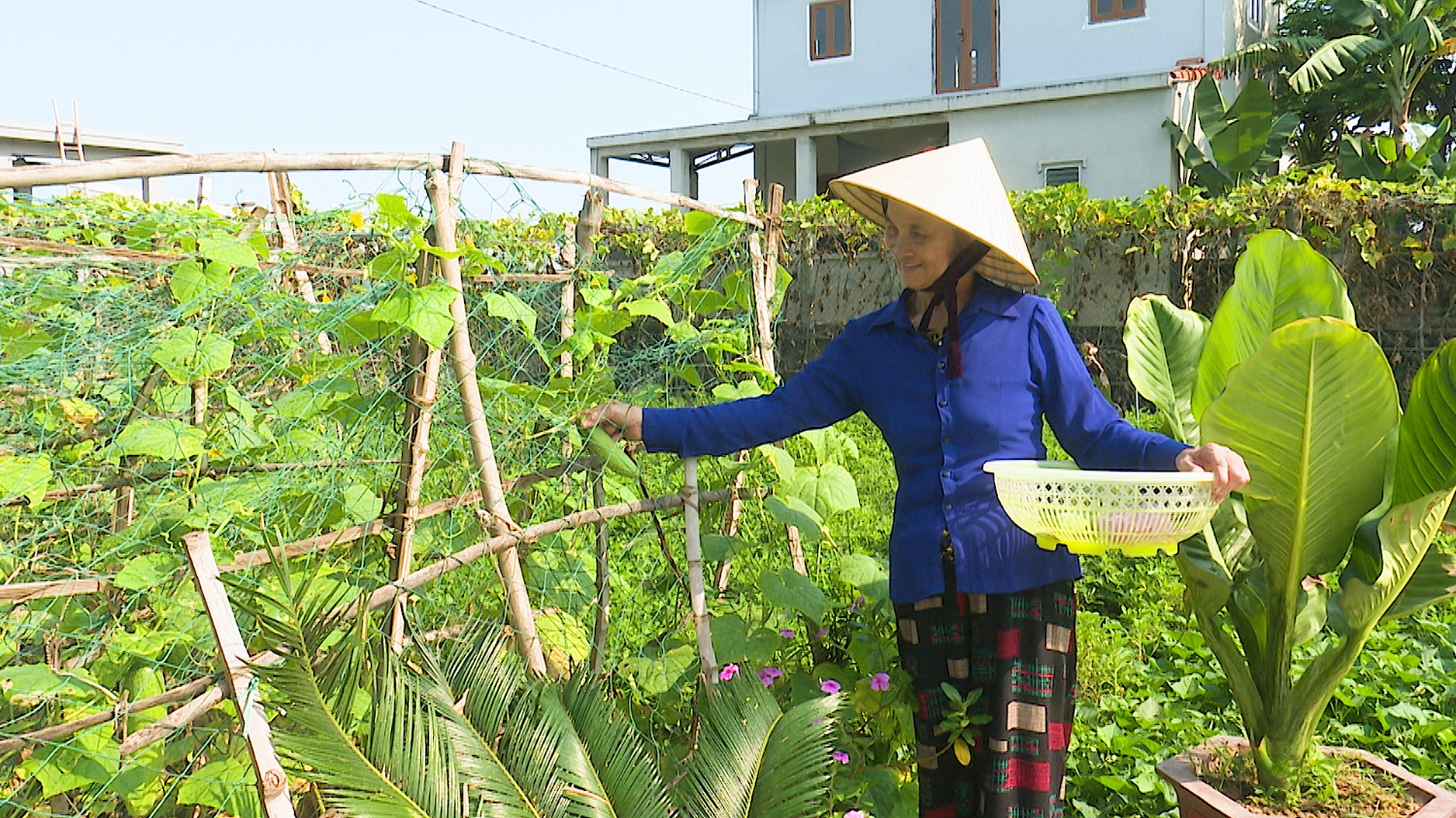 Gia đình bà Cao Thị Vừng trồng nhiều loại cây lương thực cho nguồn thu nhập ổn định.