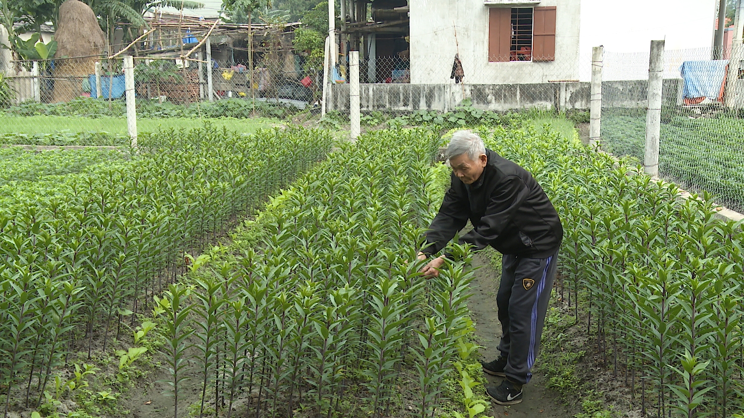 Các hộ trồng hoa mở rộng diện tích trồng thêm hoa ly.