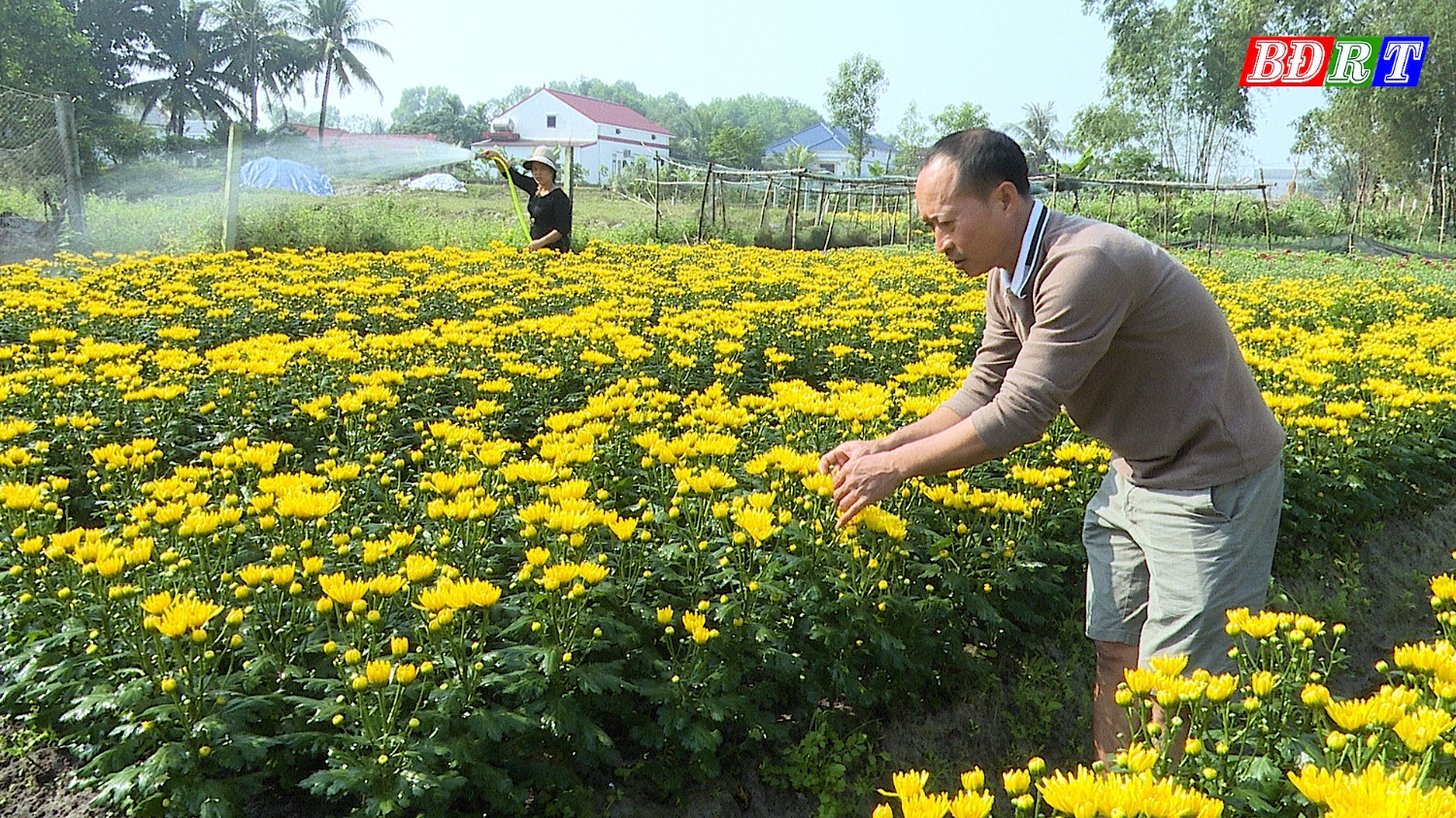 Hoa Tết Quảng Long bắt đầu vào vụ thu hoạch