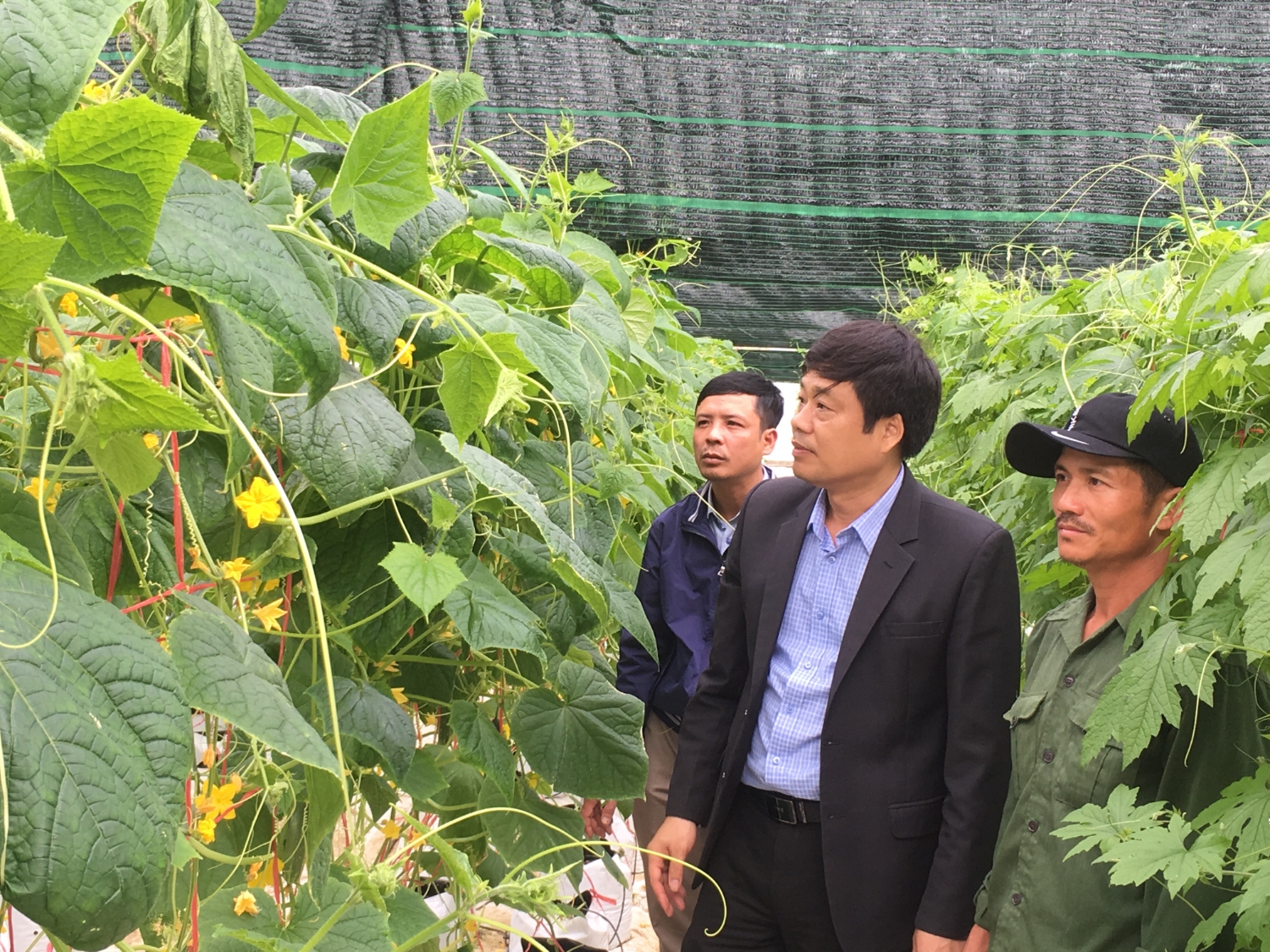 Đồng chí Đinh Thiếu Sơn- Phó Chủ tịch UBND thị xã thăm, kiểm tra một số mô hình sản xuất nông nghiệp trên địa bàn thị xã.