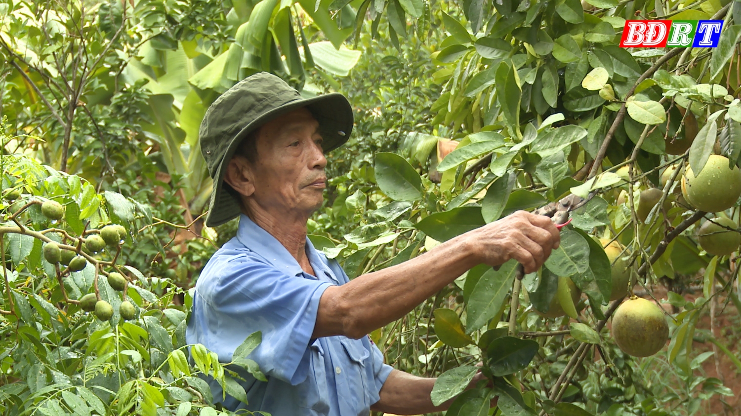 Khu vườn mẫu của ông Cao Ngọc Cường, thôn Tiên Sơn, xã Quảng Tiên.