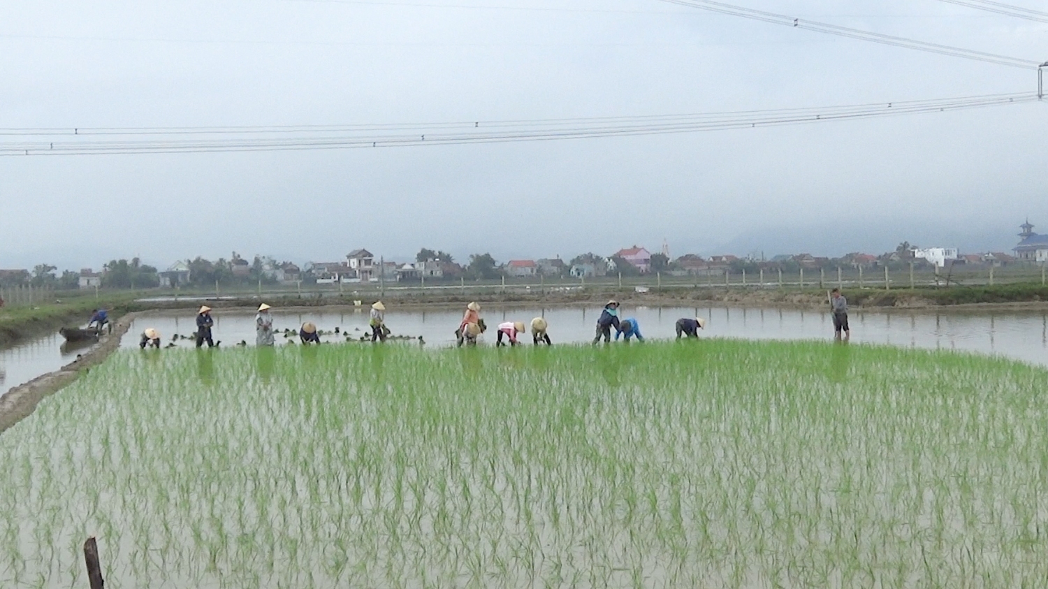 Thị xã Ba Đồn triển khai mô hình thử nghiệm trồng lúa nước 2 (Oryza sativa L) trên đất nhiễm mặn xã Quảng Hòa.