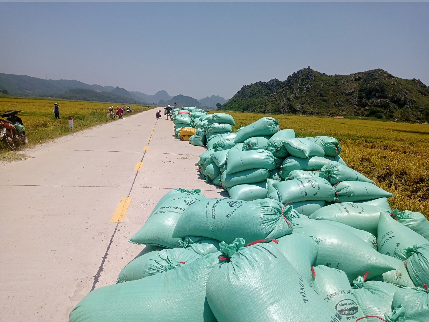 Lúa được Tổng công ty Sông Gianh thu mua tại ruộng