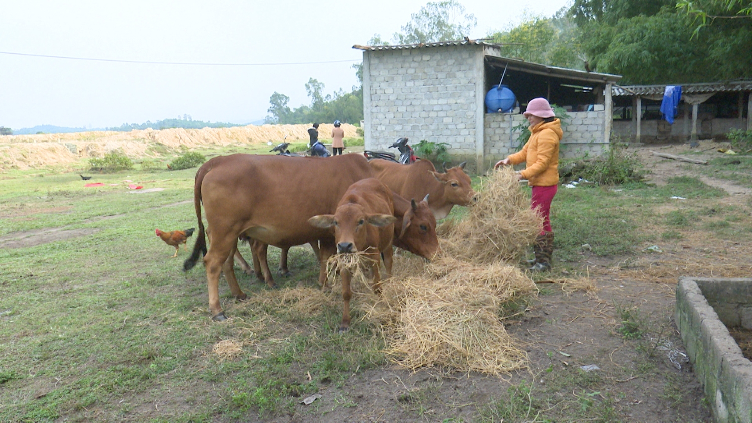 Làm giàu từ mô hình chăn nuôi kết hợp trồng trọt  Tạp chí Chăn nuôi Việt  Nam