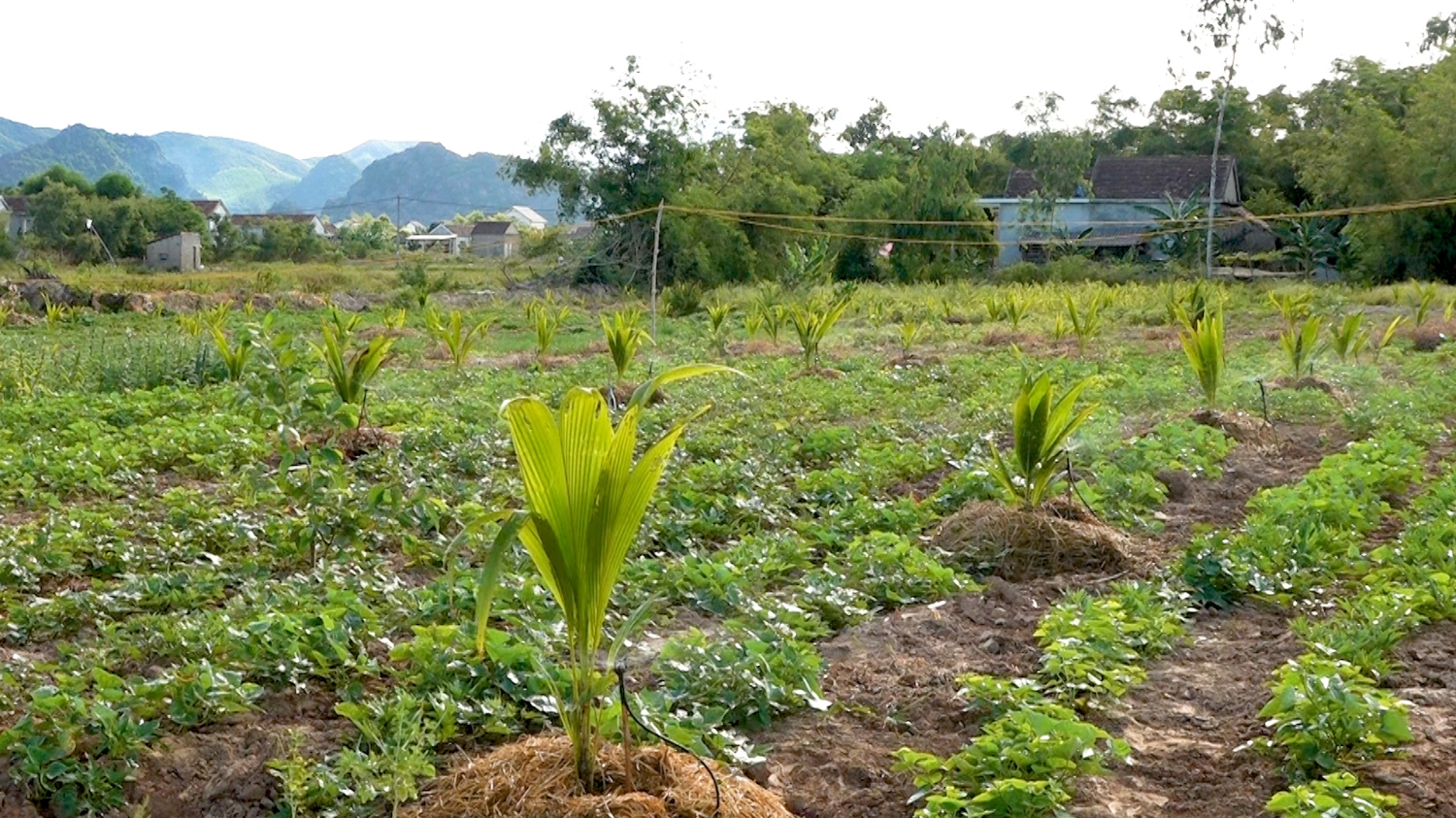 Mô hình Dừa Xiêm, Hướng đi mới trong sản xuất nông nghiệp ở thị xã Ba Đồn