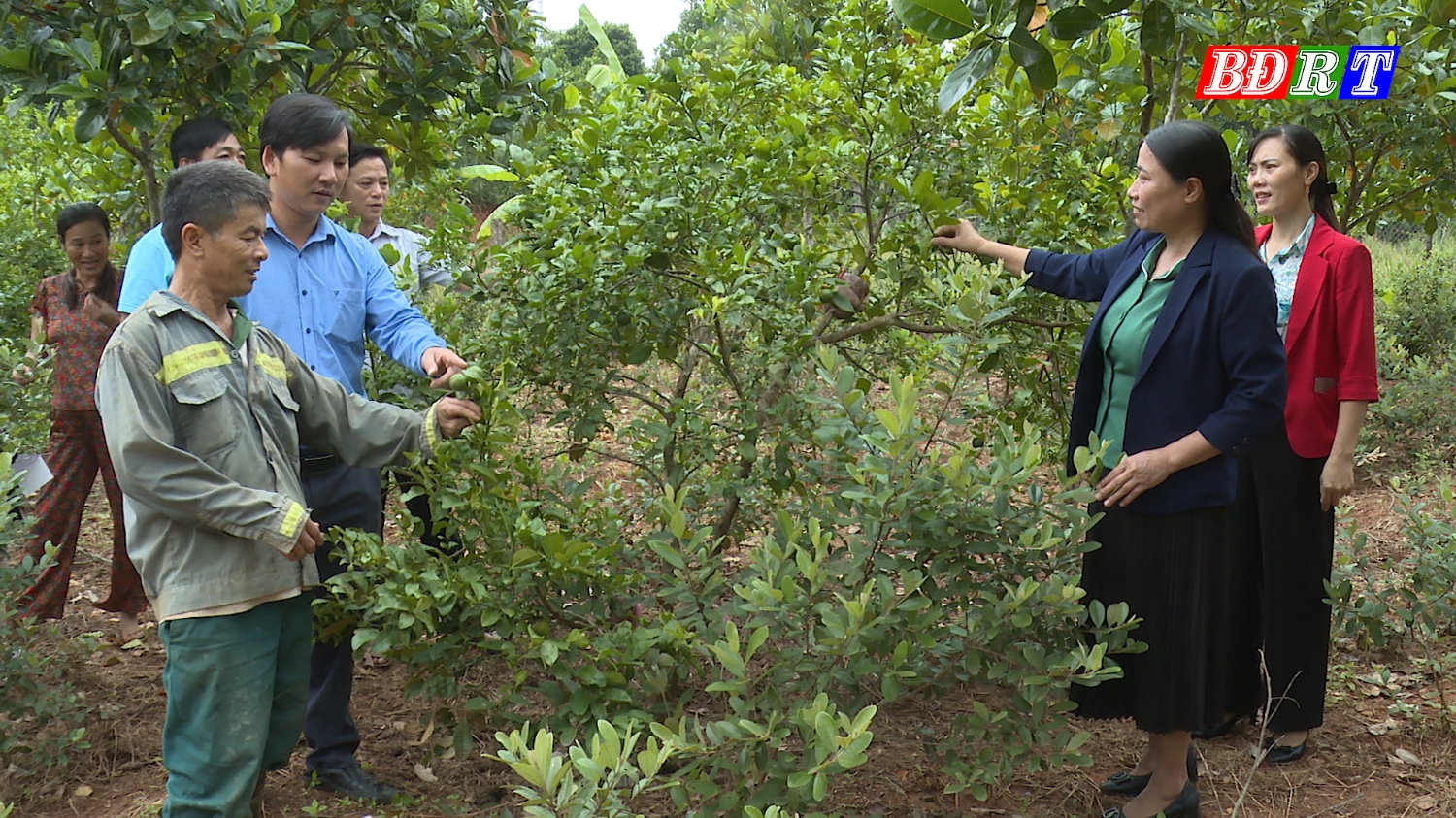 Mô hình kinh tế trồng cây ăn quả mang lại hiệu quả kinh tế ổn định và lâu dài