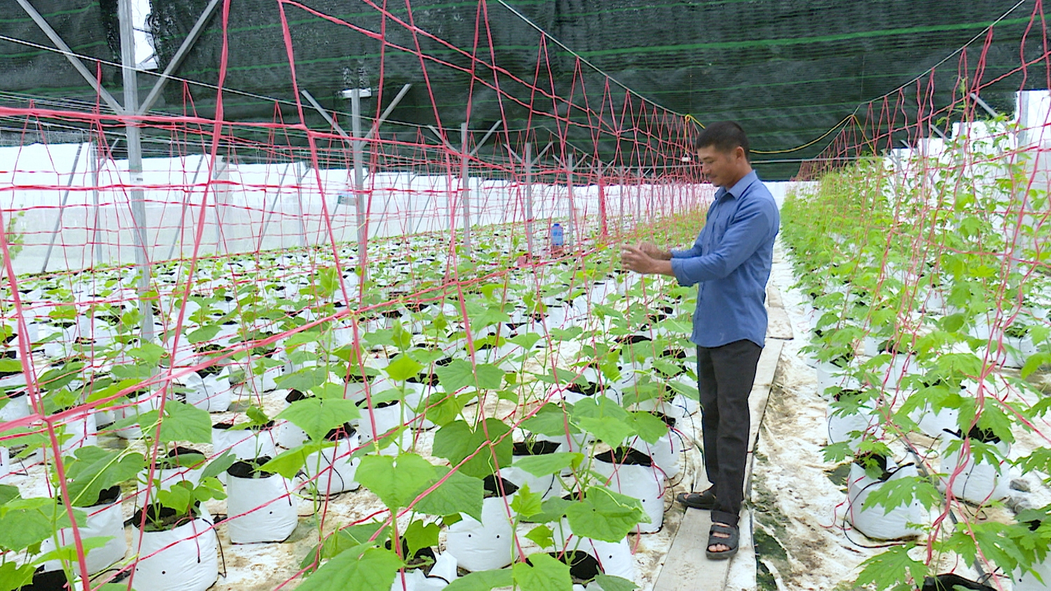 Nông dân phường Quảng Long tích cực xuống giống trồng rau, hoa phục vụ thị trường Tết Canh Tý 2020.