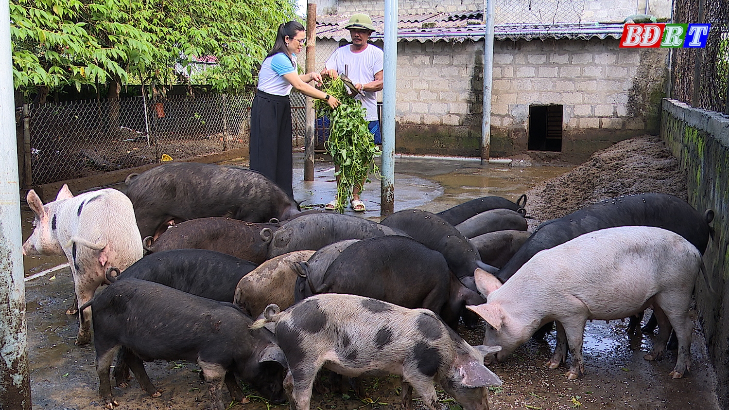 Mô hình nuôi lợn rừng mang lại thu nhập cao cho người nông dân