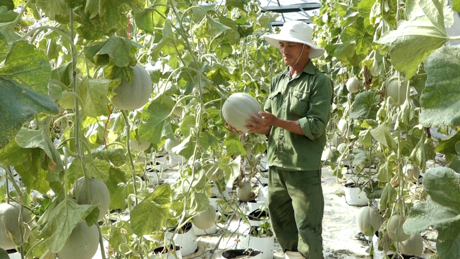 Nông nghiệp hữu cơ: Hướng đi mới của nông dân thị xã Ba Đồn.