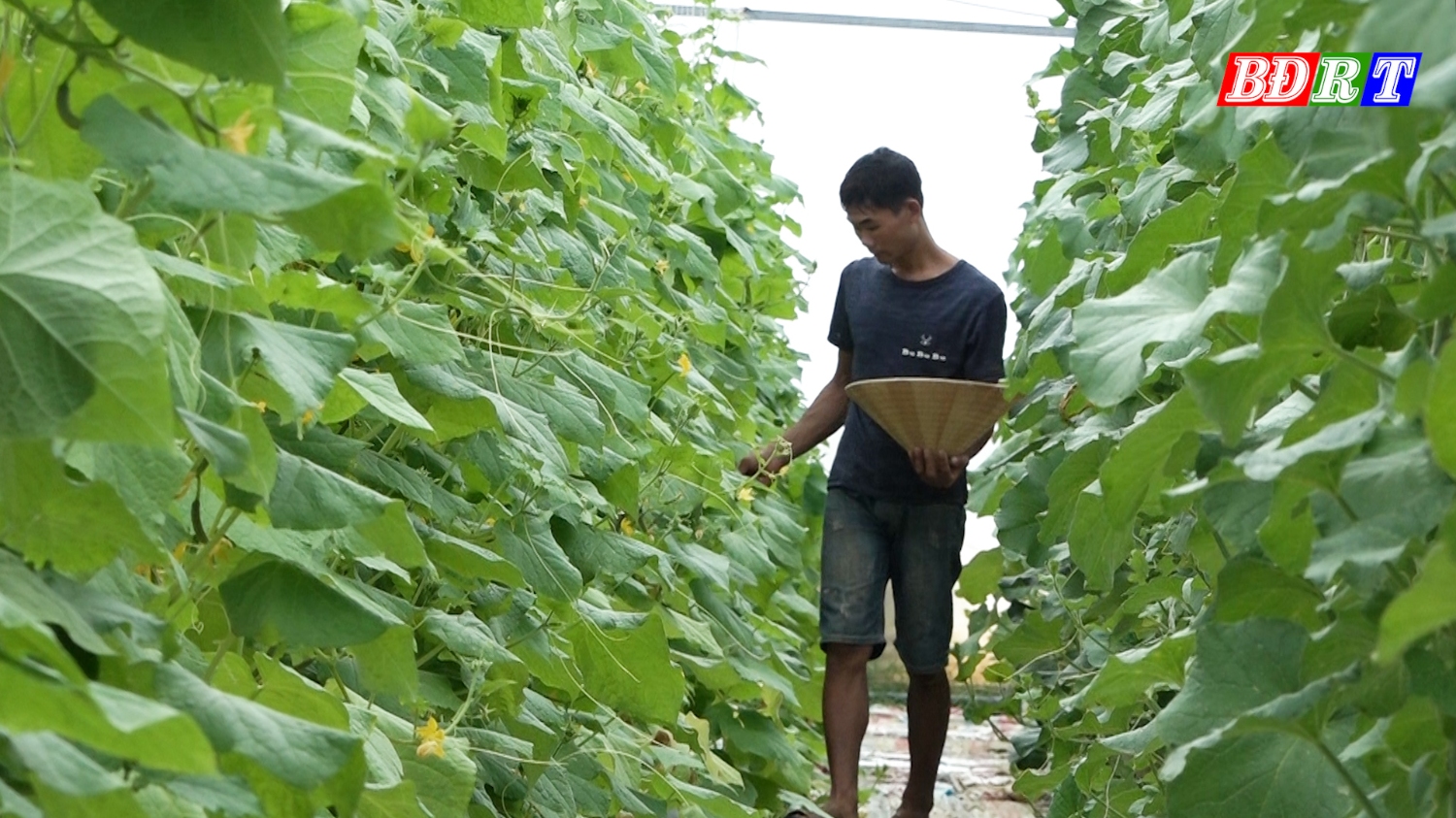 Mô hình trồng dưa lưới hữu cơ của HTX dịch vụ nông nghiệp Thành Đức (phường Quảng Thuận)