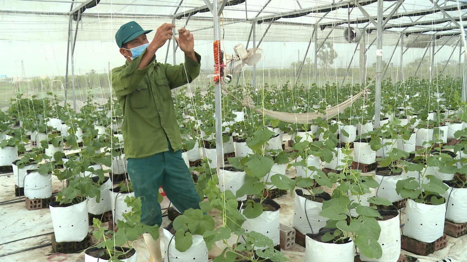 Mô hình trồng dưa lưới trong nhà màng được áp dụng công nghệ hệ thống tưới nhỏ giọt Isarel