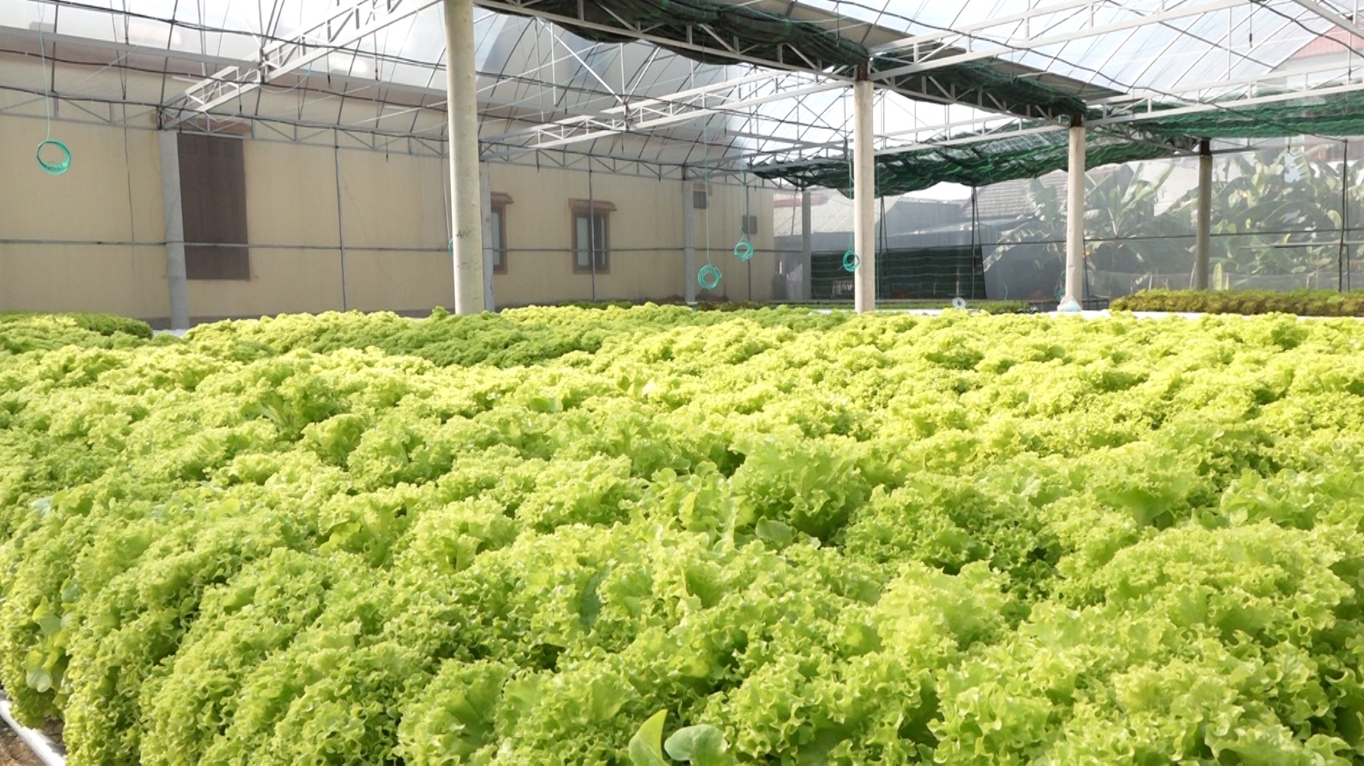 Mô hình trồng rau sạch trong nhà màng tại phường Quảng Thọ