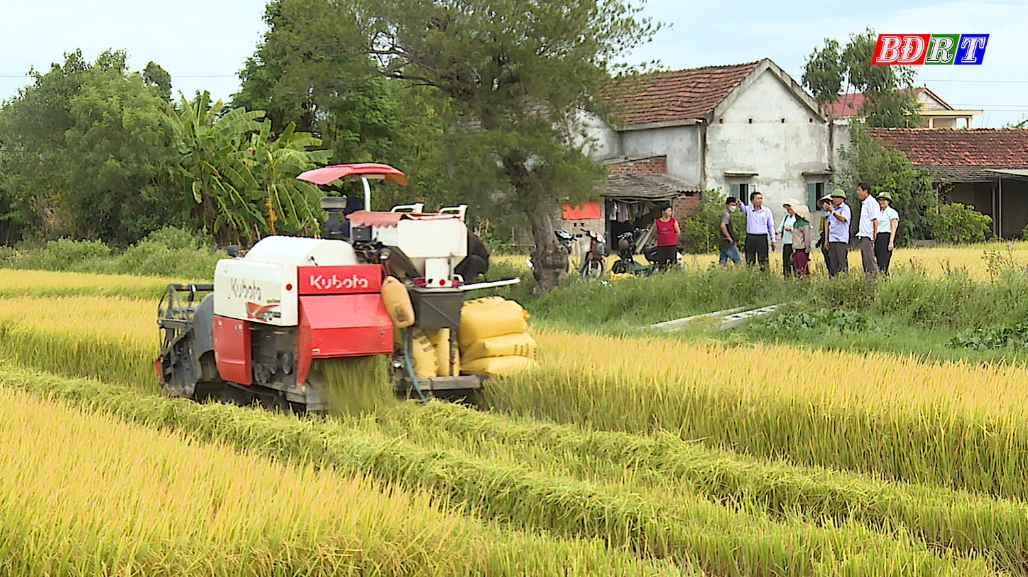 Một số địa phương tiến hành thu hoạch lúa hè thu