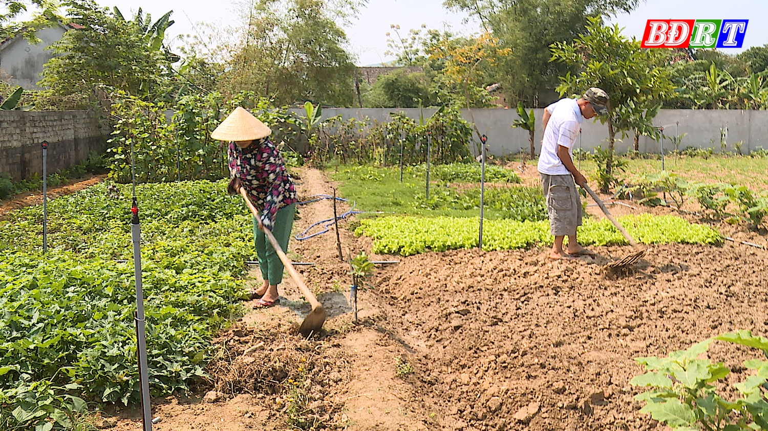 Người dân lắp đặt hệ thống giàn phun tưới nước tự động để duy trì độ ẩm cho cây trồng