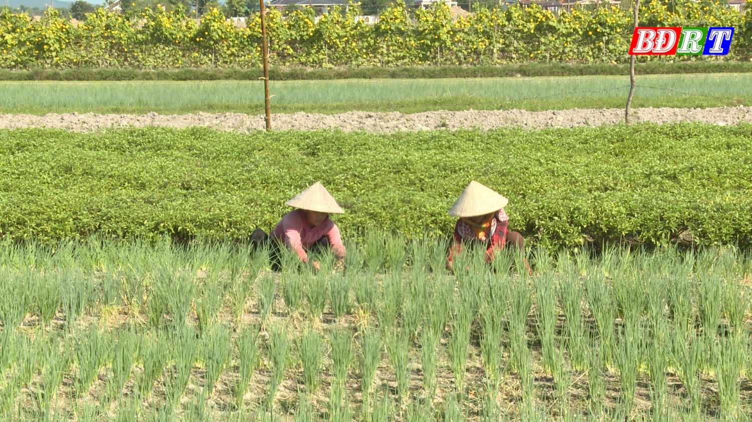 Nông dân phường Quảng Long chuyển đổi các cây trồng có hiệu quả kinh tế cao, phù hợp với điều kiện thổ nhưỡng.