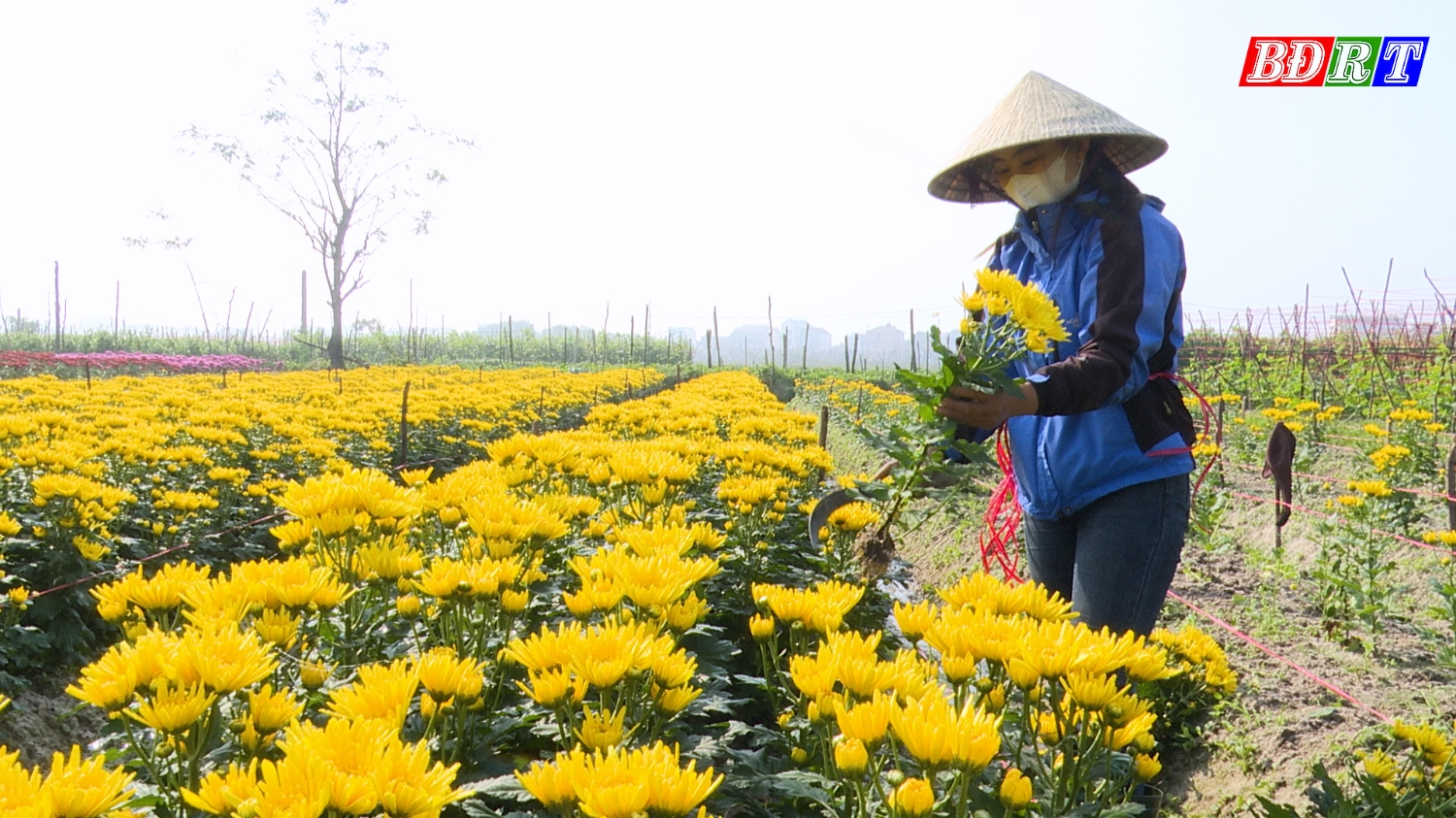 Người dân phường Quảng Long thu hoạch hoa Tết