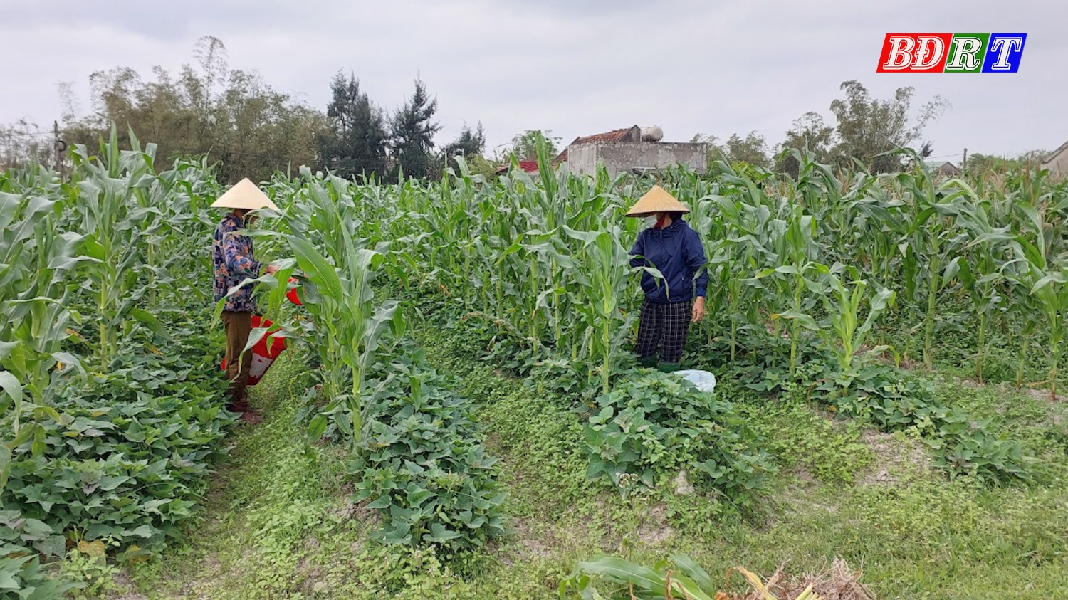 Người dân phường Quảng Phúc tích cực chăm sóc cây ngô