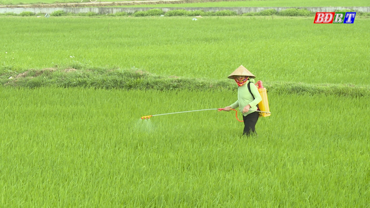 Người dân tăng cường phòng trừ sâu bệnh gây hại trên lúa.