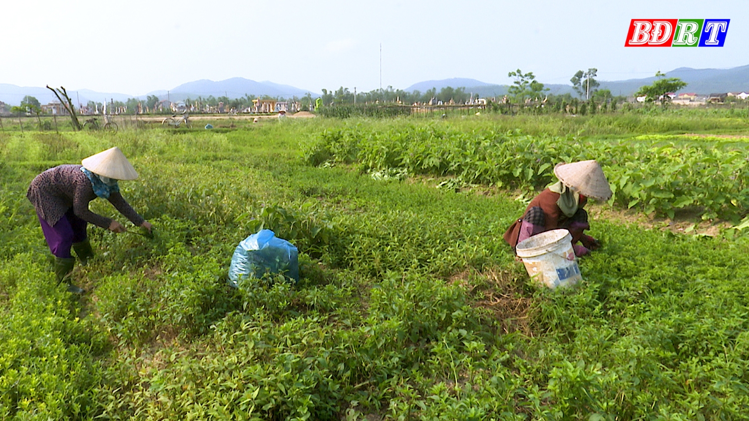 Nông dân thị xã thu hoạch rau màu.