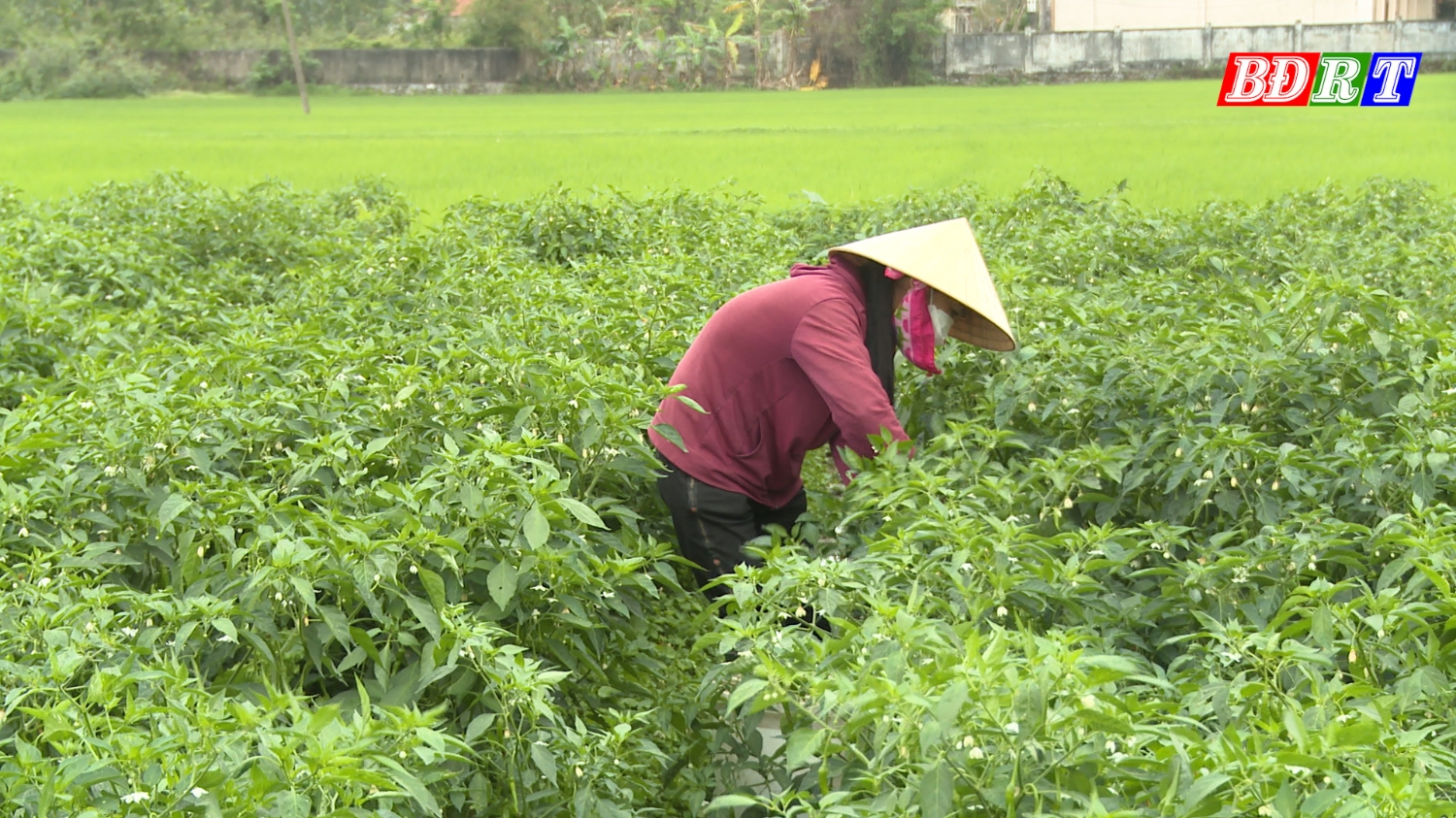 Người dân xã Quảng Lộc mạnh dạn chuyển đổi diện tích đất trồng lúa kém hiệu quả sang trồng cây ớt có giá trị kinh tế cao hơn