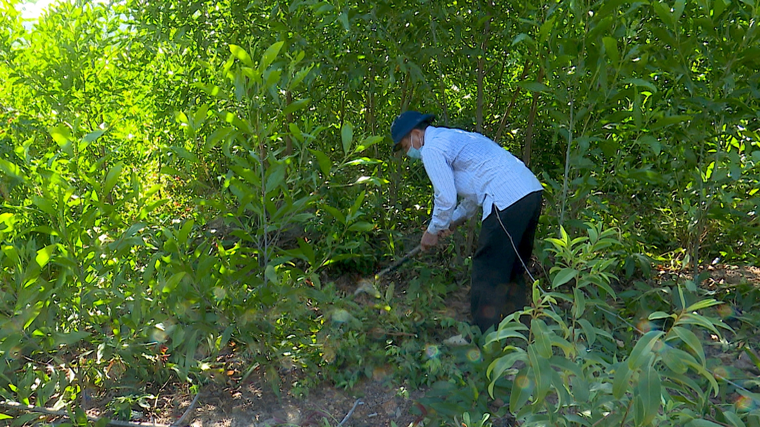 Người dân xã Quảng Sơn trồng rừng để phát triển kinh tế, nâng cao đời sống gia đình.