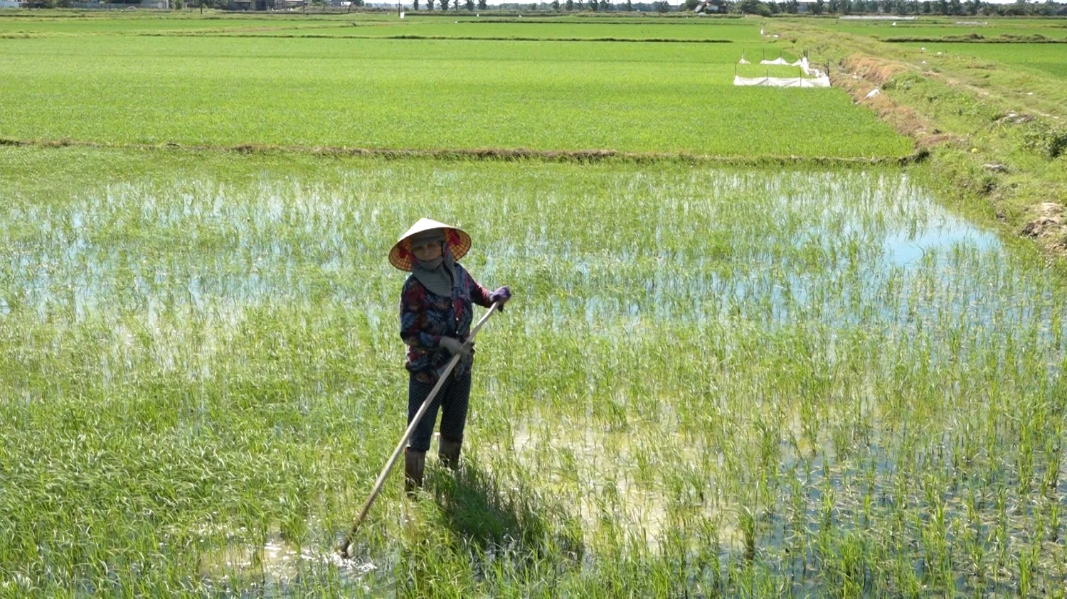 Nông dân thị xã Ba Đồn tích cực chăm sóc lúa vụ hè thu 2020.