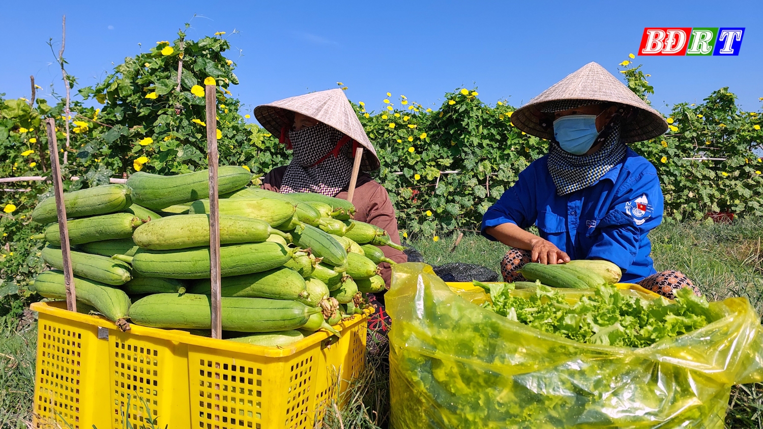 Nông dân phường Quảng Long nhờ áp dụng khoa học kỹ thuật nên các loại cây trồng cho năng suất cao.
