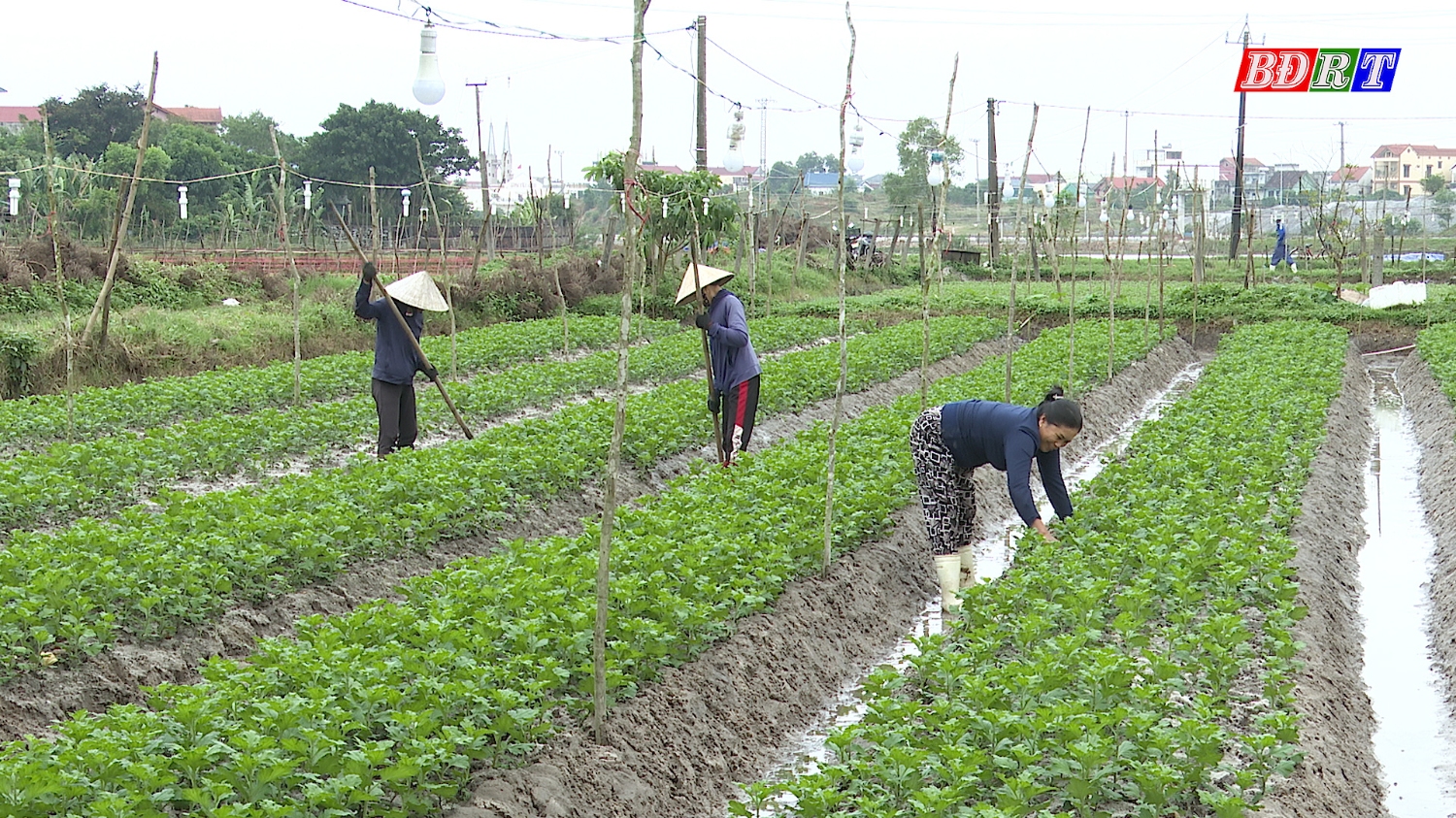 Nông dân phường Quảng Long tập trung chăm sóc hoa tết.